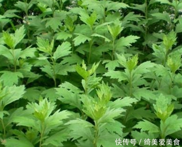 老奶奶每天一碗“艾草水”,4大好处让人惊喜,医生赞不绝口!