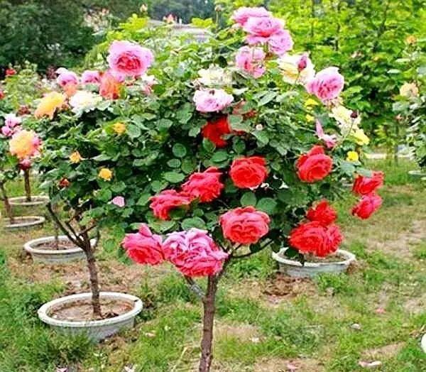 月季|杜鹃花,栀子花扔了吧养棵“花树”,能开花300天,见土就活