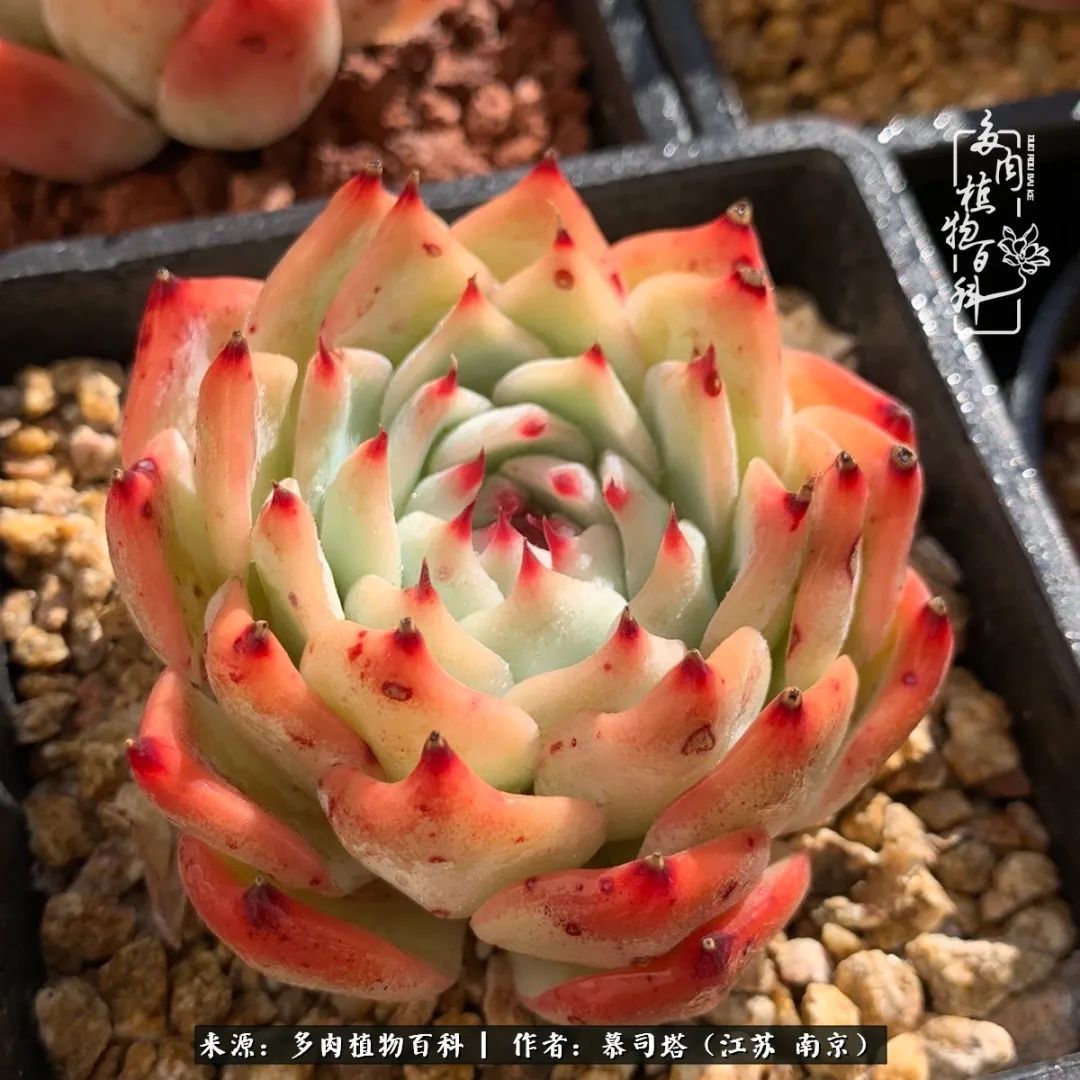 当多肉小白磕上吉娃娃！把自己都要美哭了！