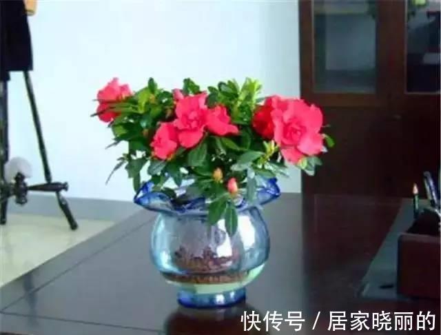 新手|6种水培绿植比绿萝好100倍,新手也不用担心会养死