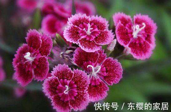 漂亮|农历7月19号起，最适合养这些花，漂亮有成就感，花朵小巧玲珑