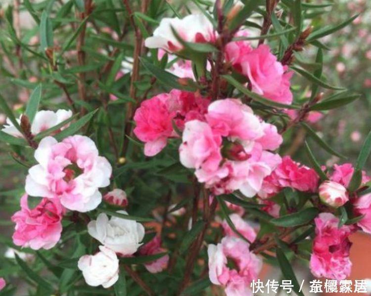 4种花是爆盆能手，开起花来拦不住，花色繁多易爆盆，娇艳欲滴