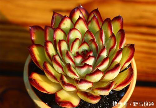 灵隐|此款多肉植物,颜值高好养护,叶尖红红的,谁见了都夸美!