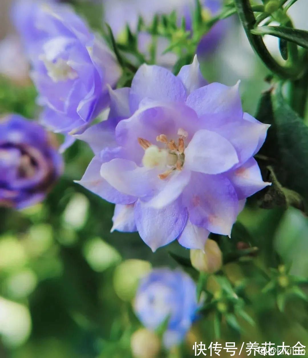 花苞|今冬最火网红花，密密麻麻“风铃”花苞，气质十足有格调