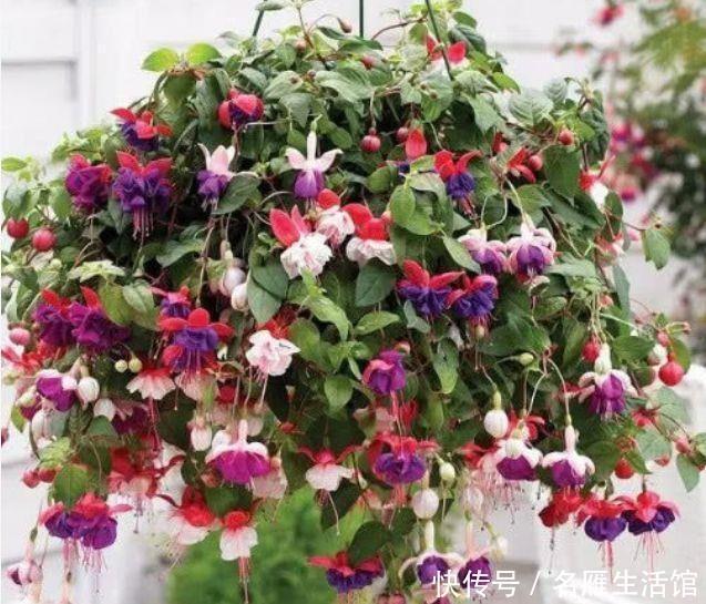 4种花最适合冬天养,浇水点就疯长,开花漂亮,人见人爱