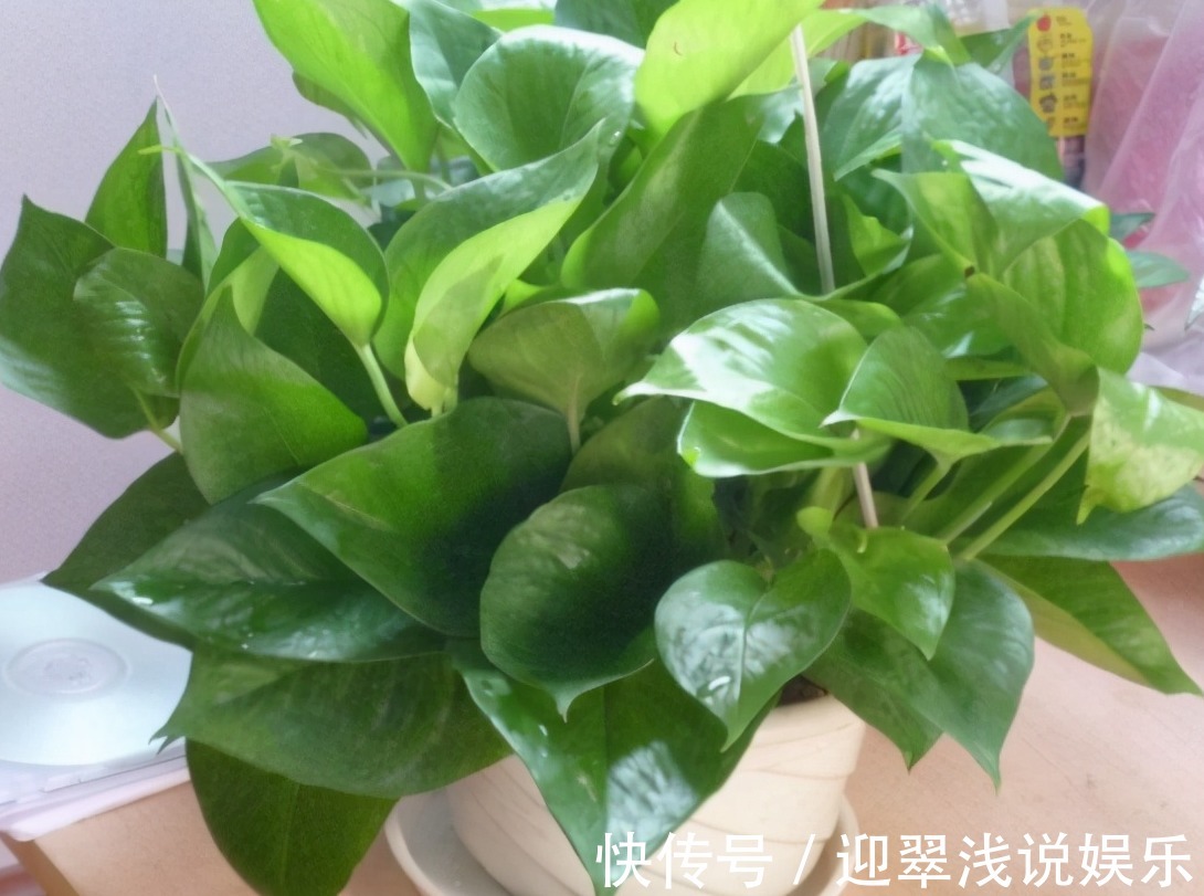 有这些“特征”的人不适合养花,一般养一盆死一盆