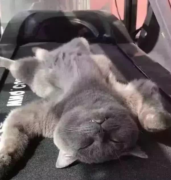 跑步机上瘫了张u201c猫皮u201d，主人吓了一跳，崩溃谁干的- 快资讯