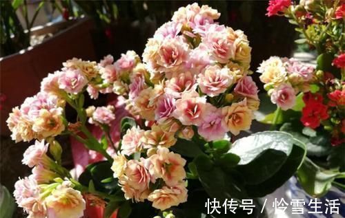 买菜的塑料袋别扔了,用来养花,养啥都旺,谁用谁知道