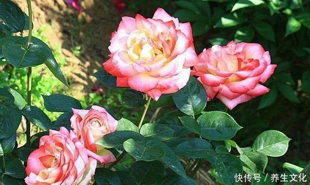 月季花被“蚜虫”包围，喷点“特效”水，来点养花肥，1个月解决！