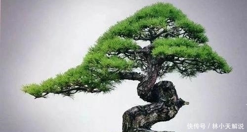 根系|玩盆景重在养坯,养坯阶段的5件事不能急于求成,不然会适得其反