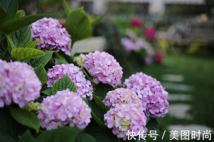 阳台上|为建花园,不顾反对买了一楼带院子,3年的亲手布置朋友都羡慕了