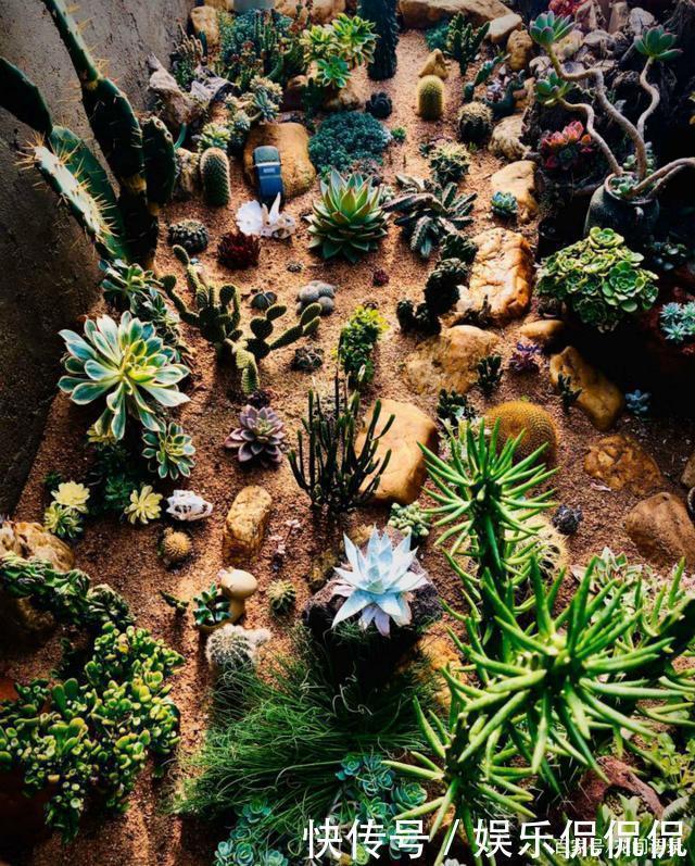 仙境|他痴迷养多肉,将500多盆多肉养出“高级感”,大家都夸美如仙境