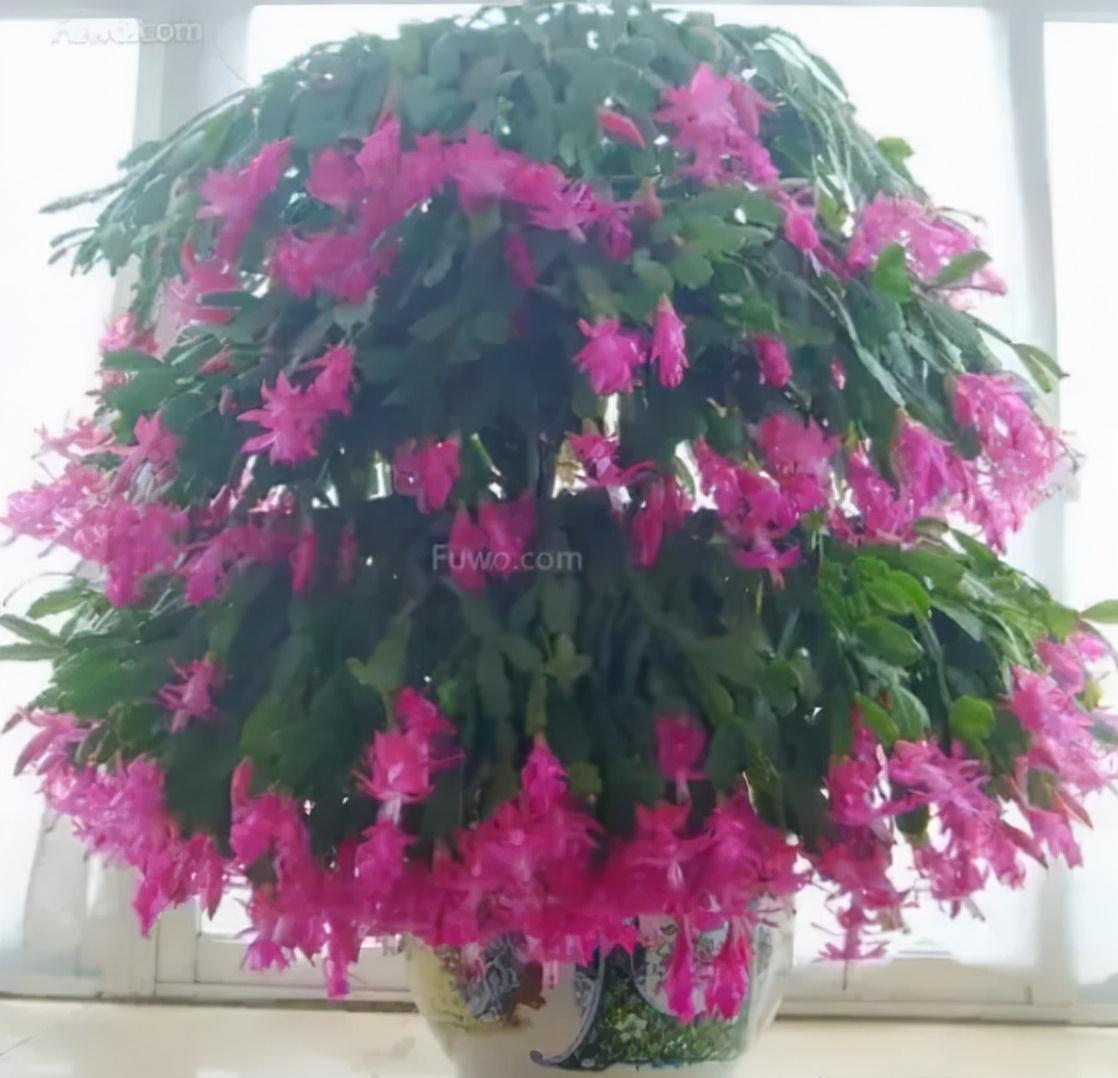 水仙花|新年新气象!10种年宵花,家里放一盆,福瑞迎门,喜庆又吉祥