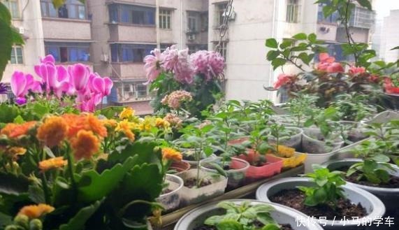 养花浇水是“功夫”,记住1个“原则”,永远浇不死,越长越旺!