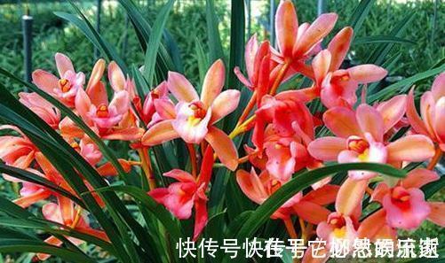 玫瑰|喜欢菊花,就养盆“珍品玫瑰”彩纸口红,婀娜多姿,妖娆动人