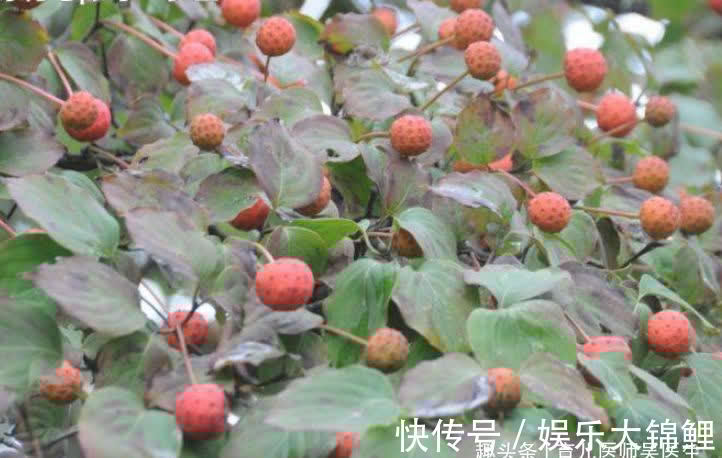 布福娜果|对人体极好的食物,推荐多吃点,祛风活络、调气止痛,清肝明目