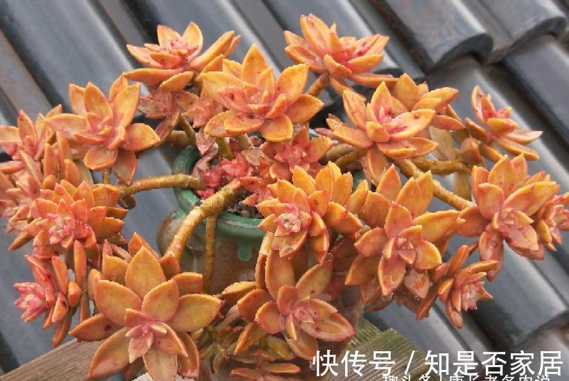 多肉铭月皮实又常见,但养好了同样好看,我就喜欢这种好养的多肉