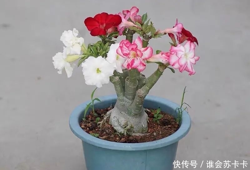 沙漠玫瑰冬天有“四怕”，避开了才能越养越精神，安全越冬无压力