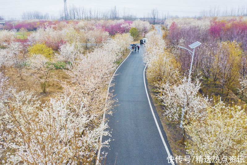 春雨润樱红