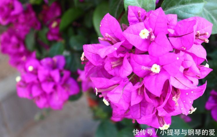 4月24日开始,养花试试这几款,观赏性强,花开漂亮似牡丹