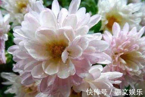 喜欢菊花，就养盆“珍稀名菊”名流千秋，开花爆盆很简单，花还美