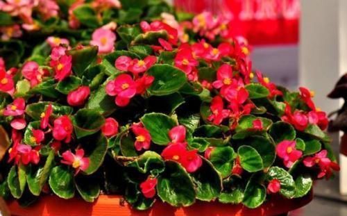 蚯蚓|出门捡点养花肥,不花一分钱,比花肥还厉害,养啥都叶绿花艳!