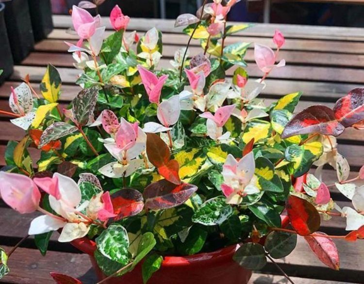 春天已到,这几款花卉养在家里,花开媲美玫瑰,花朵姿态万千,美