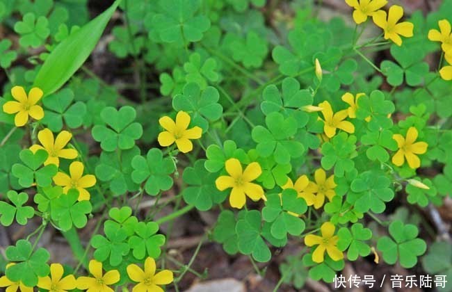 農(nóng)村常見雜草圖鑒(上)