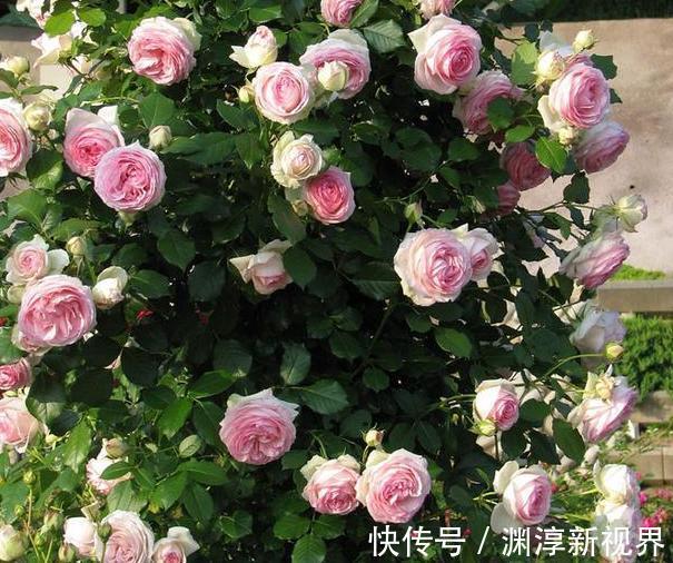 庭院地栽这些花卉想要养成花墙该怎么办做到如此就够了