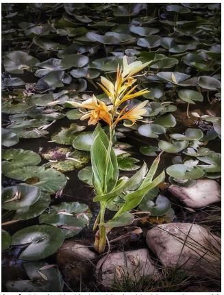 学员们$爱校园 爱美好 献礼祖国生日——第65期中青二班“我眼中的党校”随手拍比赛活动圆满结束