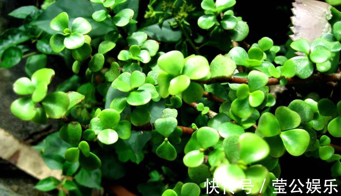 金枝玉叶也可以开花,教你几个养护的小技巧