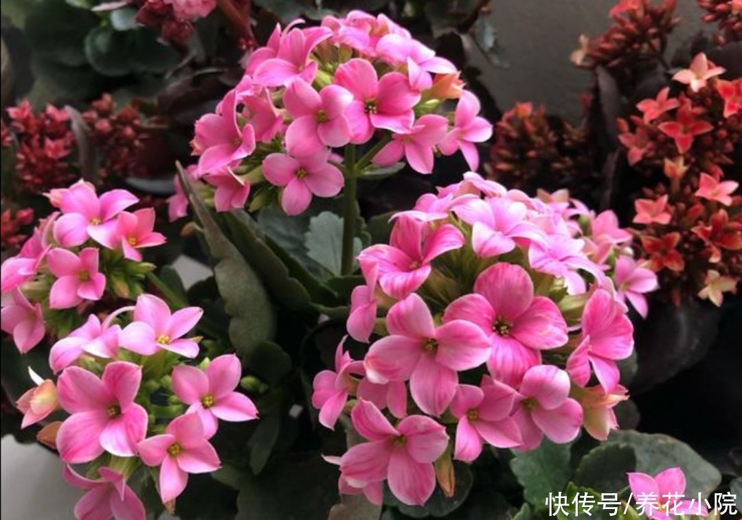 浇水|养长寿花蟹爪兰，别只顾浇水，用上“1种肥”，花苞稠密早开花