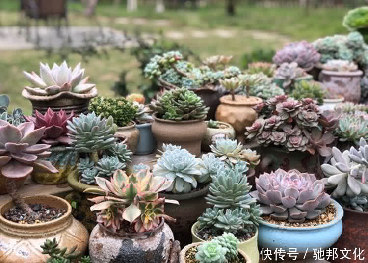 多肉要“安全”度夏,春天下功夫,养到膘肥体满,抗性好,不会挂
