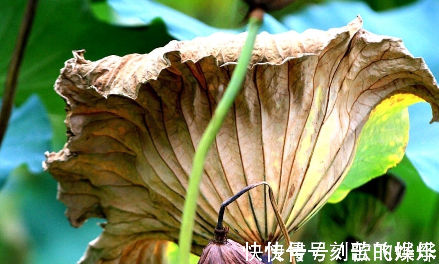 秋声!深秋的枯荷有多美,王瀚的《题败荷》,孤怀落拓的情绪尽在笔端