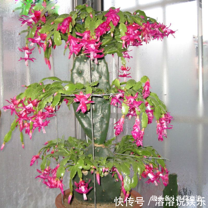 花盆|养盆栽蟹爪兰掌握10点就足够，看完就知道为啥叶子干瘪、不开花