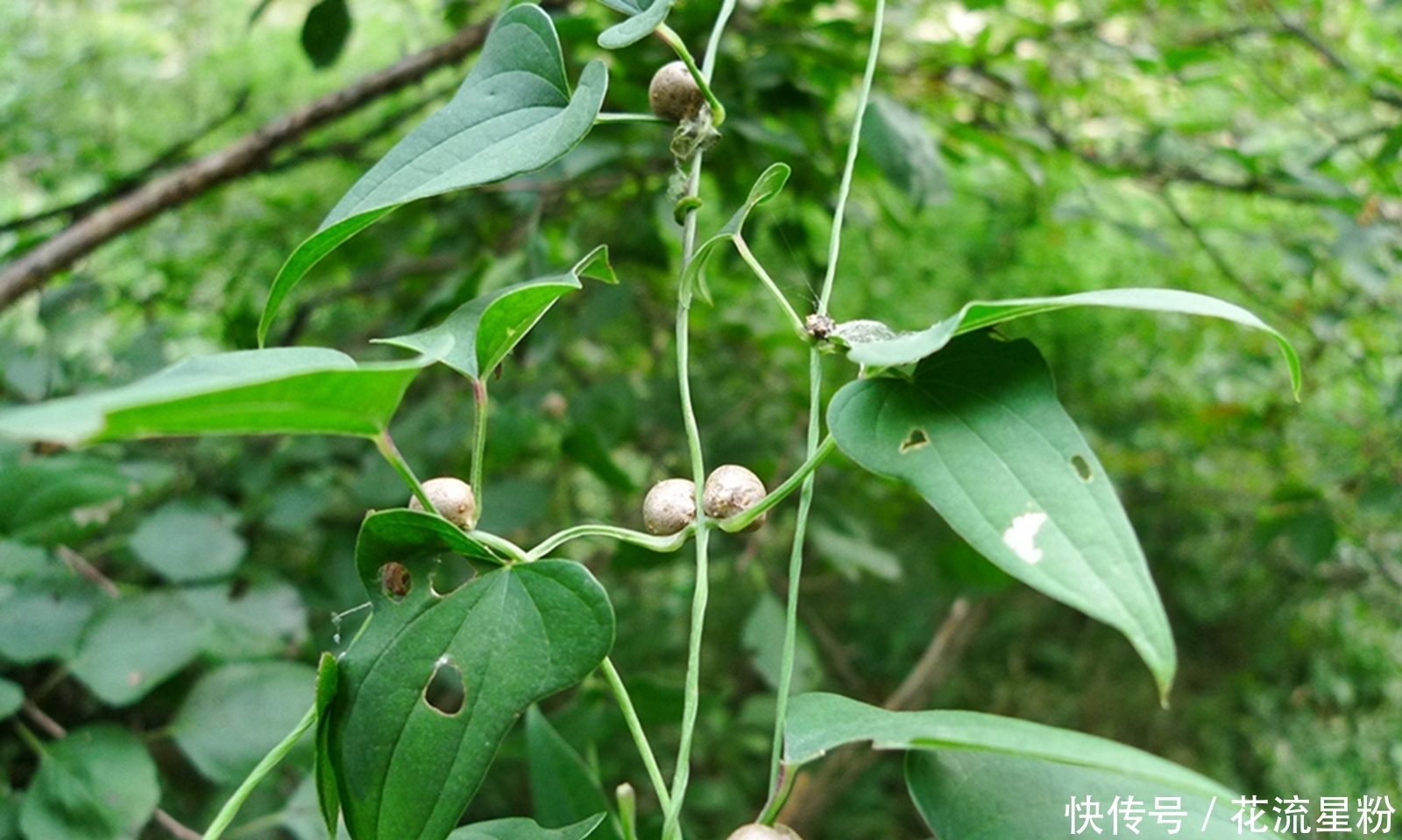 果实|果实像山药,过去常当害草除掉,殊不知是价值珍贵的“穿山龙”