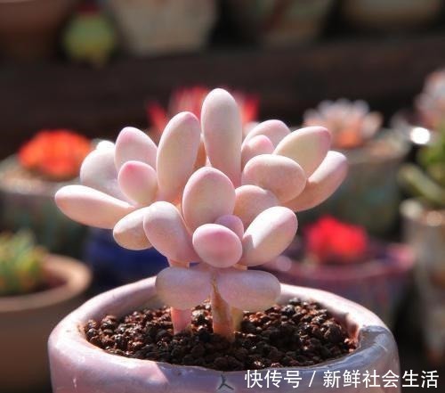 养多肉,就养这“6盆”,越长越肥,颜色越来越好看,太美了!