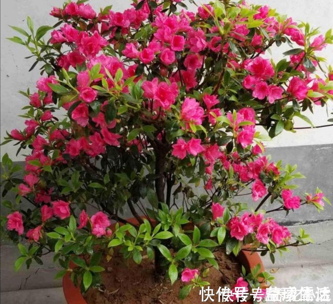 黄化病|3种喜酸性的花，容易出现黄叶子，要勤浇“酸水”