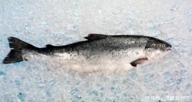 三文鱼|三文鱼也是进口的中国地大物博,为何还要进口