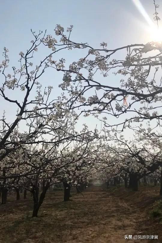 博野|保定旅发早知道:博野可以多浪漫?请屏住呼吸，准备好美到窒息