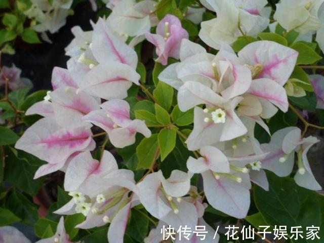 这花名叫“百变小樱”，开起花来“不管不顾”，叶子都不长了！