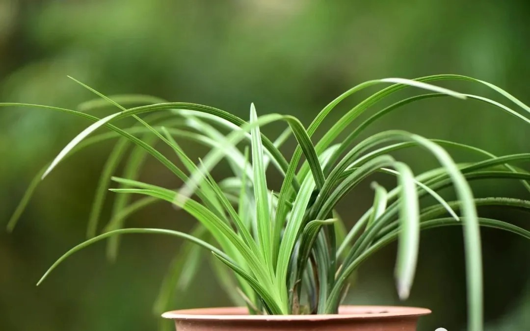 病害|古代没有多菌灵，养兰花怎么杀菌？分享几个小技巧，兰友要记牢