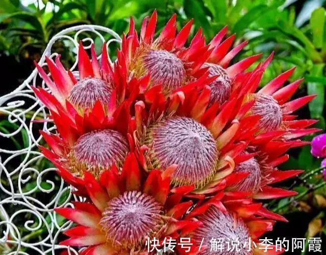 金色“大莲花”好看还好吃,“巨大神秘”的花,你肯定没见过