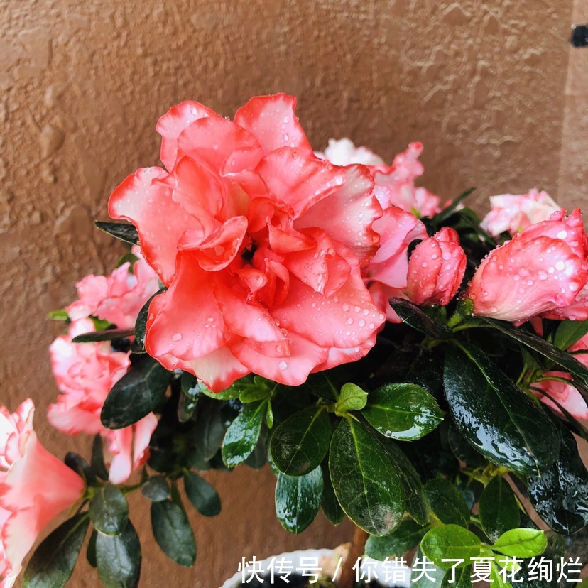 能活几十年的花，家里养一盆，还能养成传家宝