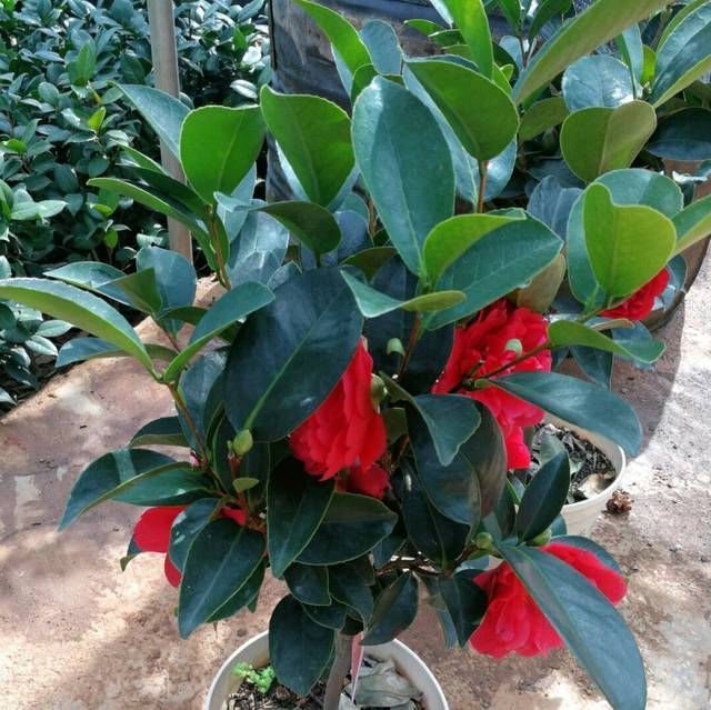 认识四季茶花,四季茶花的四季浇水和喷水技巧