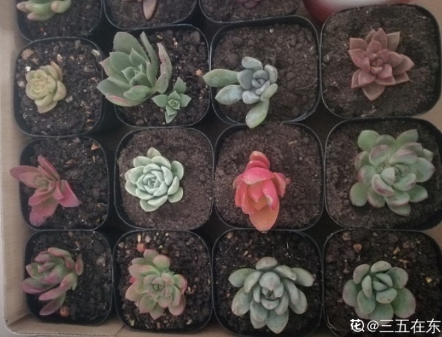 服盆|新买的多肉,旱它10天不浇水,反而长得特别胖!