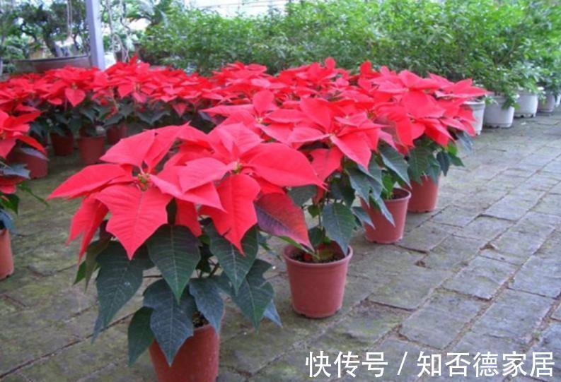 盘点|盘点十款有毒花,再喜欢也别养在家里,你家养过几种?