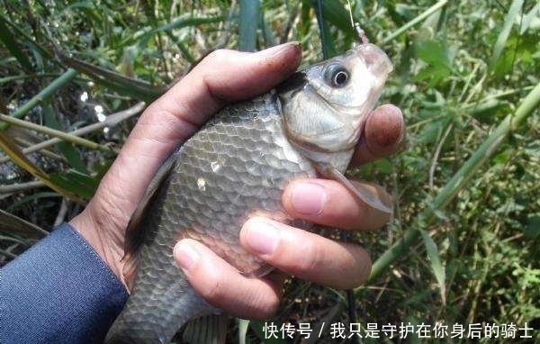 发现无人野塘，用了这个饵料，意外钓获十七斤大鲫鱼