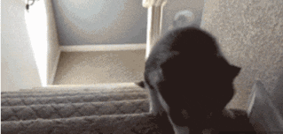 |搞笑GIF:什么良辰吉日,都给我等一会!