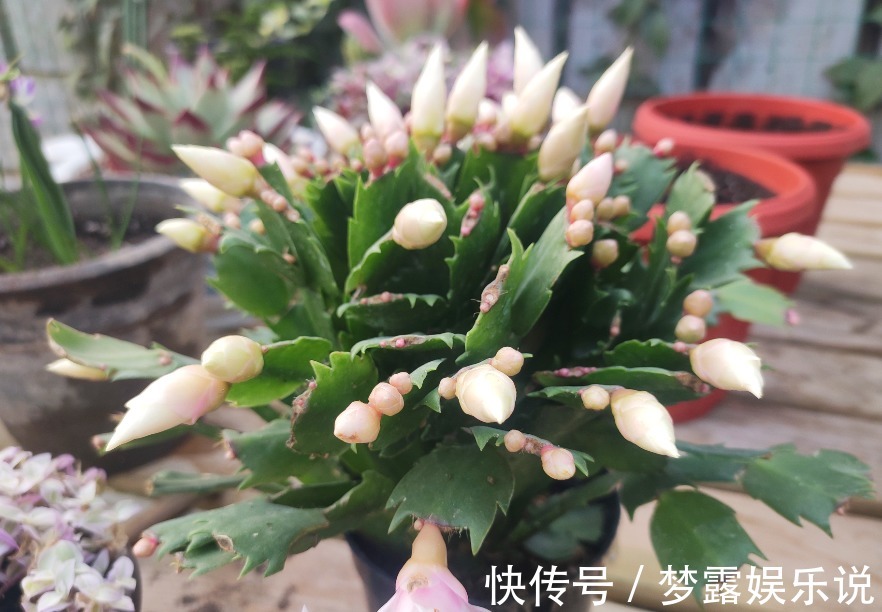 叶片|养蟹爪兰常见症状解决办法，只要发现不对劲，“见招拆招”准没错